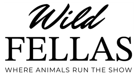 Wild Fellas